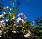 Jasmine