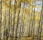 Quaking aspens - Fish lake Utah