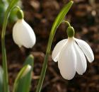 snowdrop