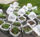 snow sowing planters