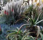pampas grass
