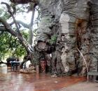 Baobab