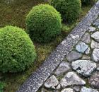 Garden Design - Moss