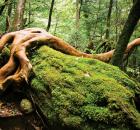 Garden Design - Moss