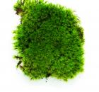 Rock Cap Moss