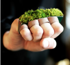 moss knuckle duster