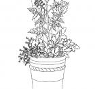 tomato plants