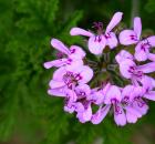 rose geranium flower