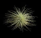 Tilandsia 1