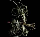 Tillandsia 9