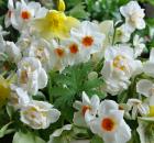 Herbs and Flowers 10