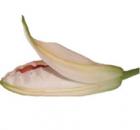 lily bud