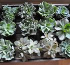succulentsdsc_0140-1.jpg