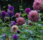 dahlia9.08ladydarlenedownhamroyal.jpg