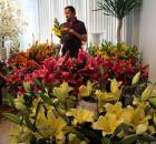 new lilies