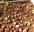 growing potatoes 8