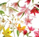 Garden Design - Gilding Lilies 01