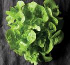 Panisse Lettuce