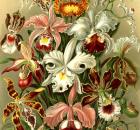 Haeckel orchids