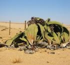 Welwitschia