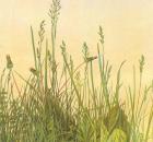 durer-great-turf