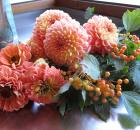 orange peach dahlias zinnias