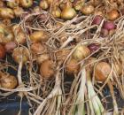 onions