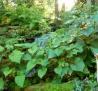 ferns and waterfall