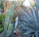succulent garden