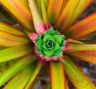 pineapple plant interior