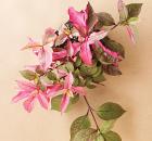 Alternanthera