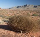 tumbleweed