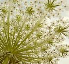 Queen Anne's Lace 
