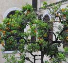 orange tree Morocco