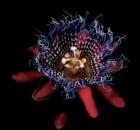 teaser for Botanica Magnifica