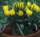 tulip batalinii bright gem