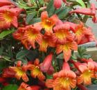 Bignonia capreolata Tangerine Beauty