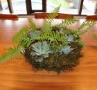 moss succulent wreath 3