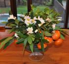 bay leaf persimmon camellias 4