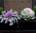 ornamental kale and cabbages