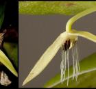 night blooming orchid