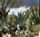 C. peruvianus succulents agave cacti cactus
