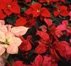poinsettias