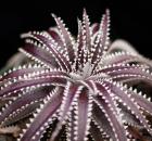 bromeliad Dyckia ‘Brittle Star’