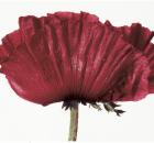 poppy penn