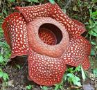 Rafflesia 