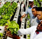 hydroponics