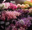 Japan Sweet Peas