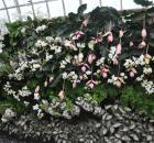 Phalaenopsis / Showy Medinilla 