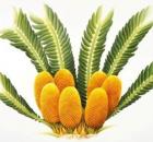 Encephalartos woodii